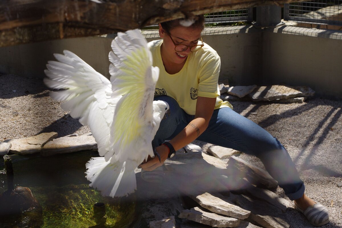 Белый попугай - Сергей Швечков Белый попугай - Сергей Швечков