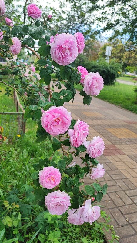 ,,, - Сергей Тимоновский