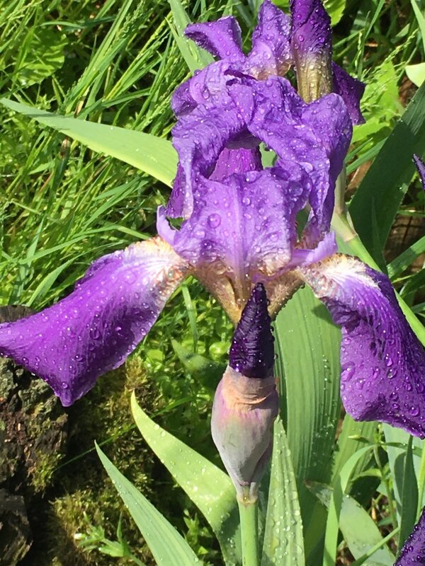 ФиоЛЕТОвое лето... - Владимир Павлов