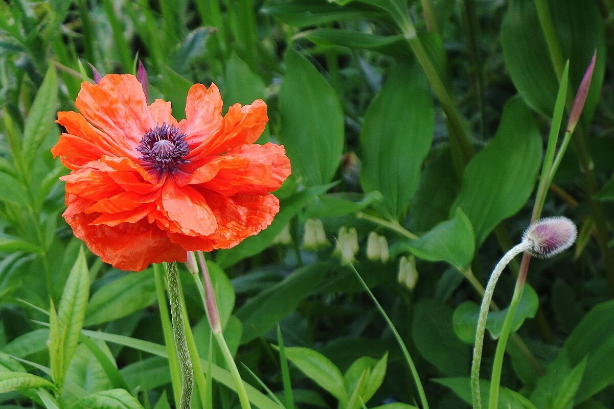 Маки, маки, красные маки... - Рита Симонова