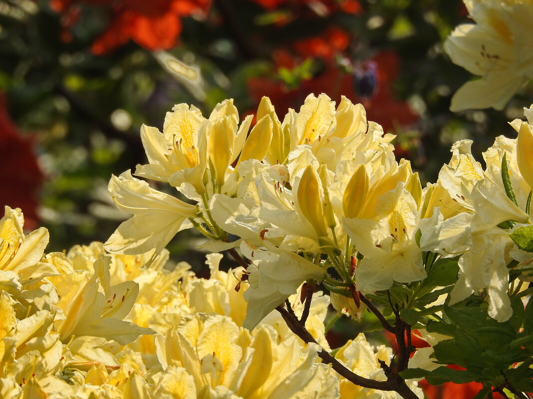 цветы в моём саду - ИННА ПОРОХОВА