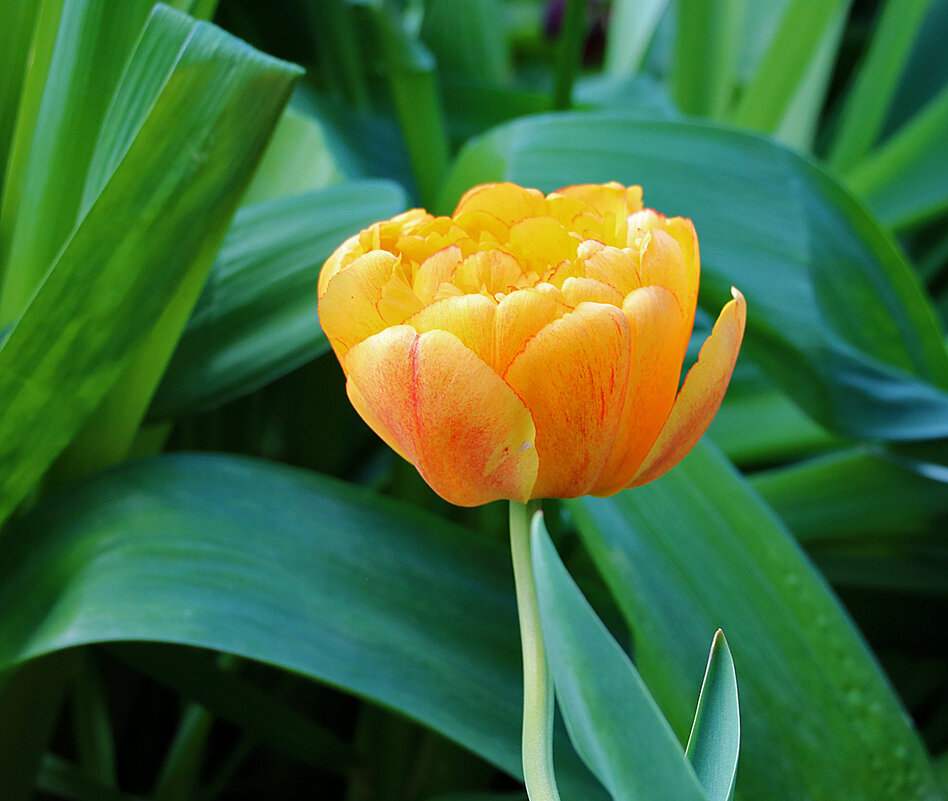 Тюльпаны Аптекарского - Светлана Тюльпаны Аптекарского - Светлана