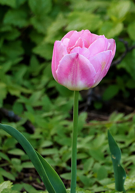 Тюльпаны Аптекарского - Светлана Тюльпаны Аптекарского - Светлана