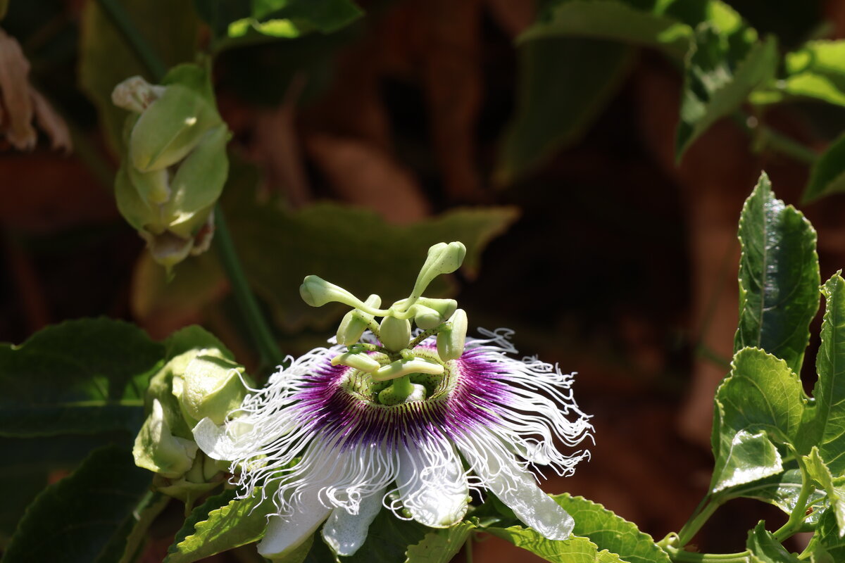 Цветок пассфлоры - Аркадий Басович Цветок пассфлоры - Аркадий Басович