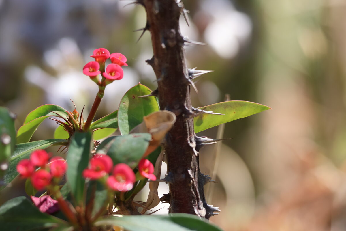 Цветок и шипы - Аркадий Басович Цветок и шипы - Аркадий Басович