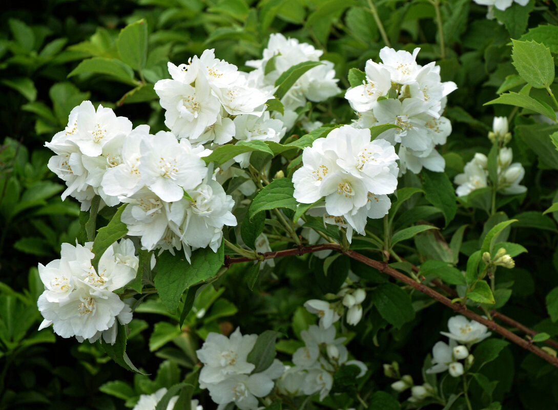 Чубушник - Oleg4618 Шутченко