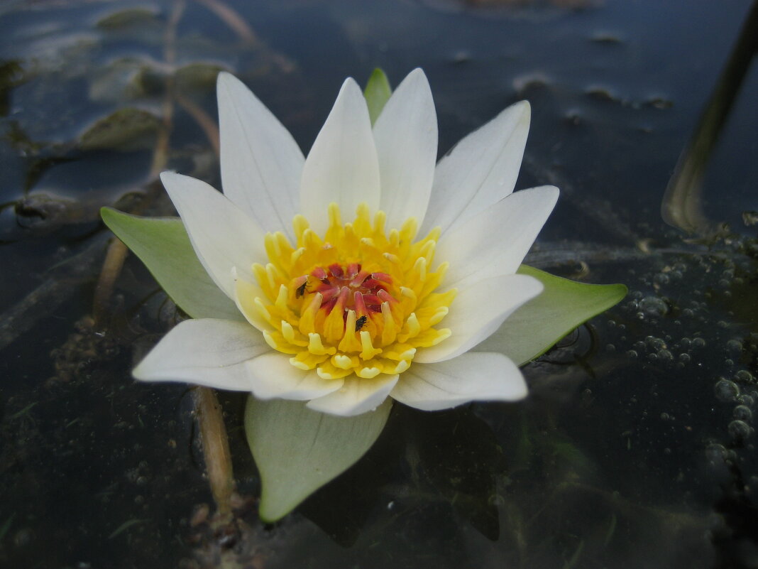 Кувшинка четырёхгранная - Anna Ivanova Кувшинка четырёхгранная - Anna Ivanova