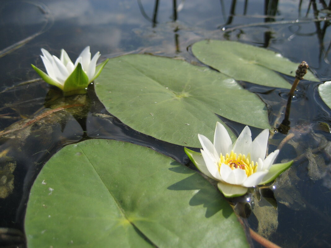 Кувшинка четырёхгранная - Anna Ivanova Кувшинка четырёхгранная - Anna Ivanova