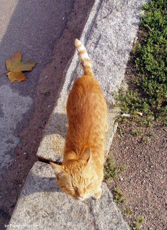 Котик... Выборг... - vadim 