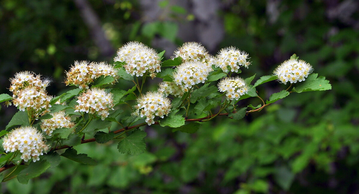 Цветем и пахнем.... - Анатолий Анищик Цветем и пахнем.... - Анатолий Анищик