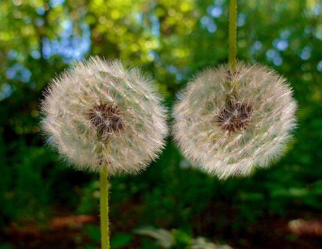 инь янь - Aндрей Антонов инь янь - Aндрей Антонов