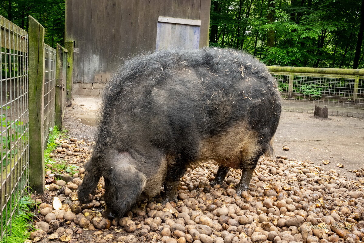 На подножном корме... - Николай Гирш