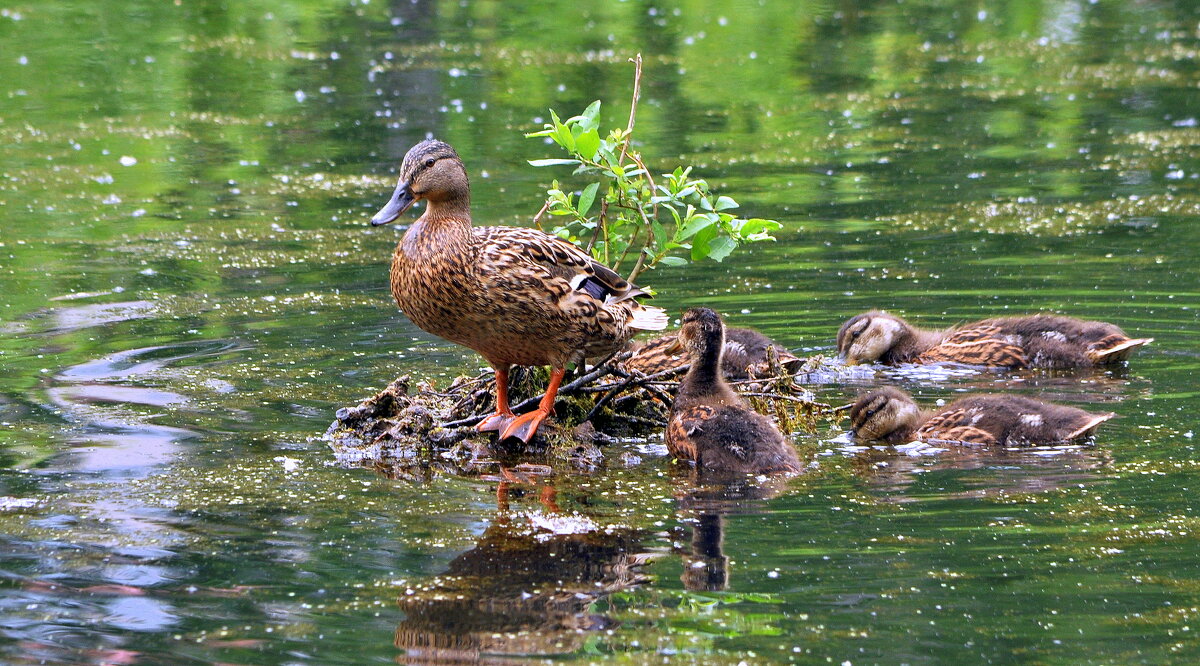 Все ко мне.... - Анатолий Анищик
