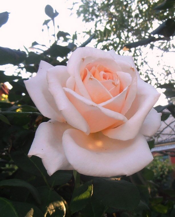 Июньская роза - Наталья 