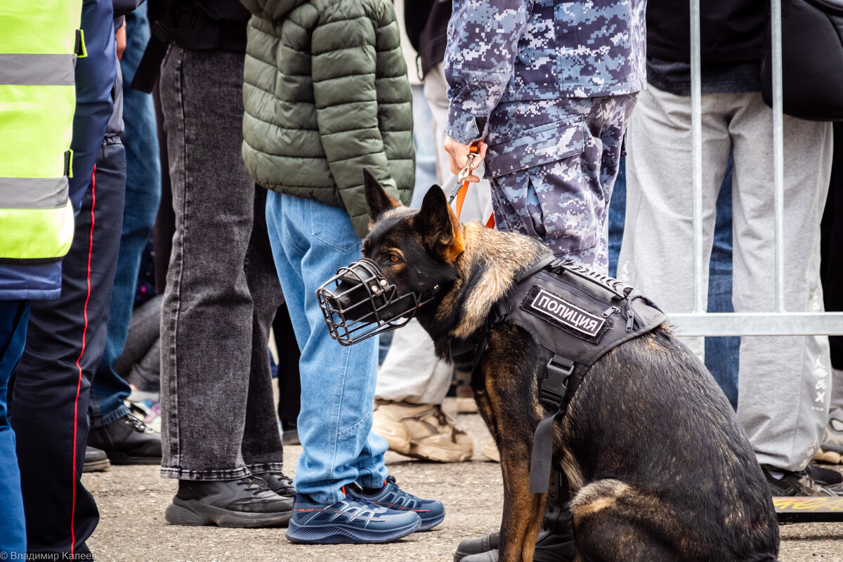 Полиция следит за порядком - Владимир Калеев Полиция следит за порядком - Владимир Калеев