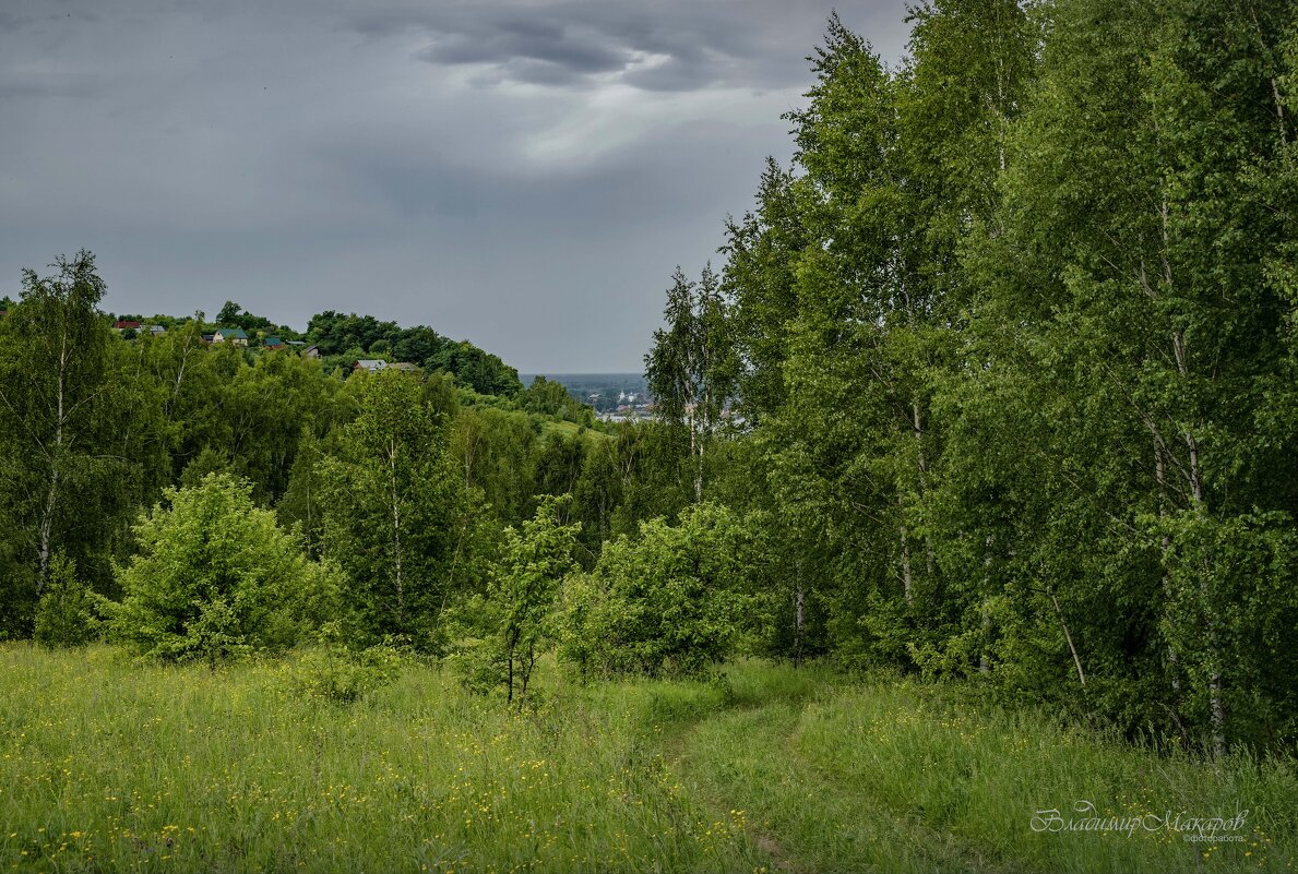 "Вдоль березовой рощи в июне"© - Владимир Макаров