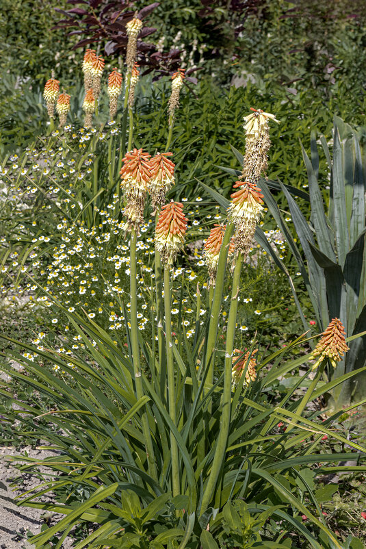 Июньские свечи - Валерий Басыров