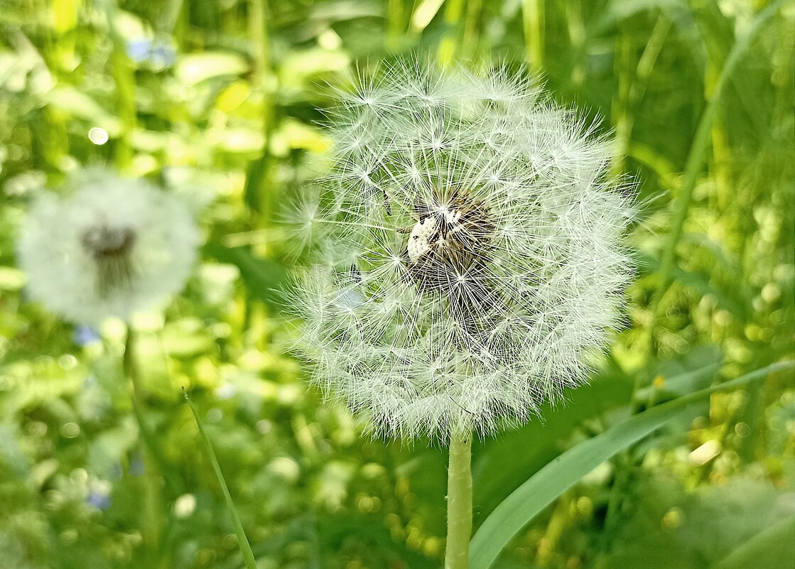 Одуванчик - Татьяна Тюменка Одуванчик - Татьяна Тюменка