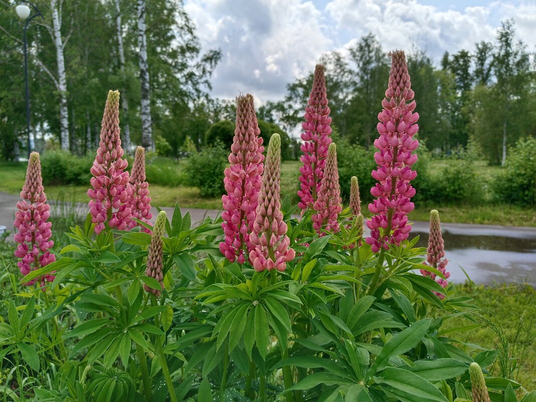 Ах, лето... - Мария Васильева Ах, лето... - Мария Васильева