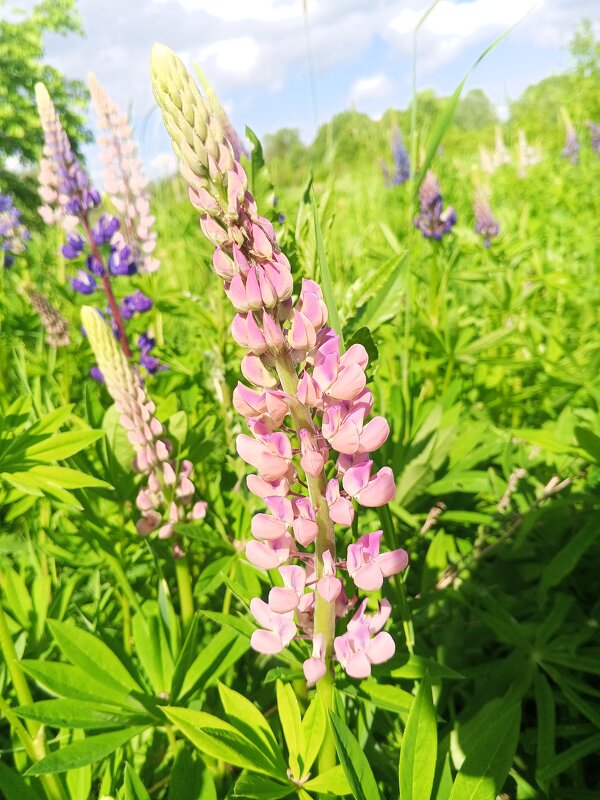 Люпин - Сапсан 