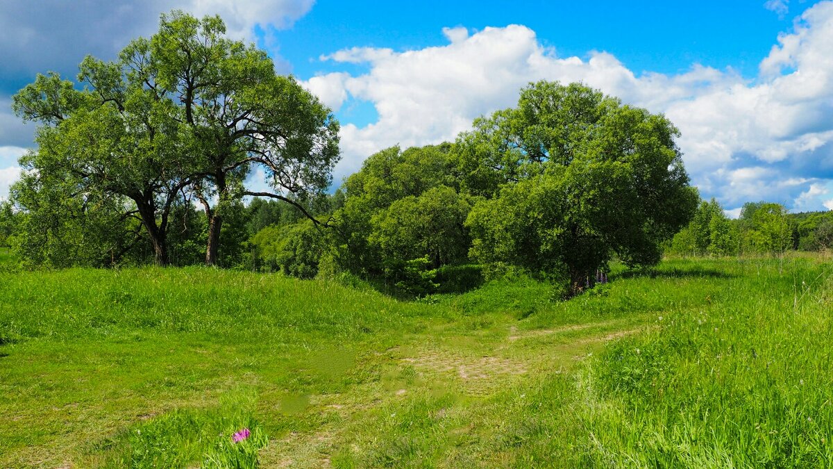 Смоленское лето - Милешкин Владимир Алексеевич 