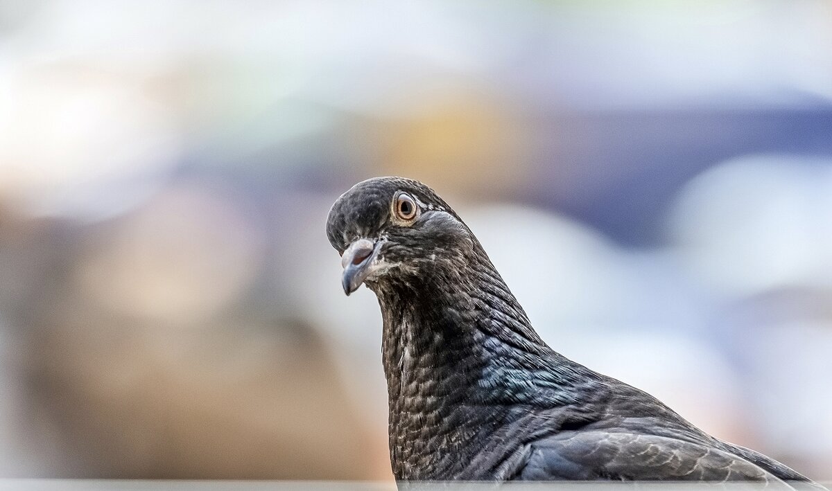 Любопытный - Валерий Иванович Любопытный - Валерий Иванович