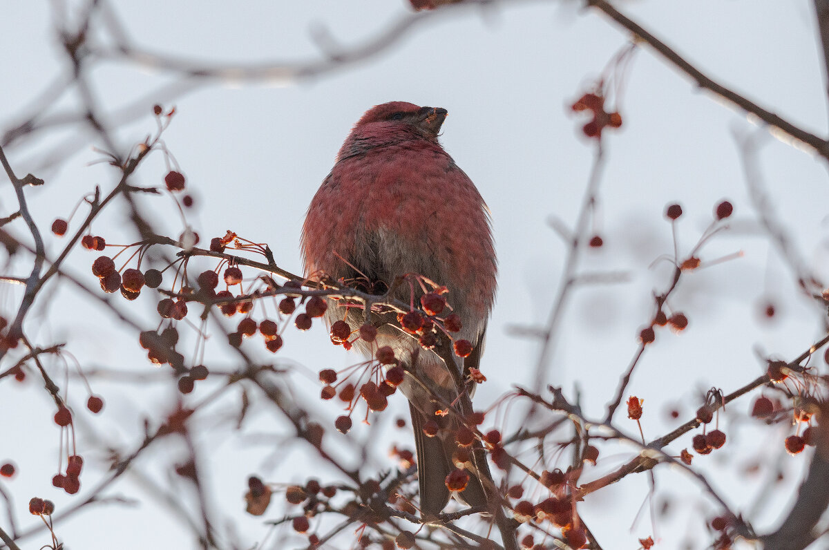 Щур. - Виктор Иванович Чернюк