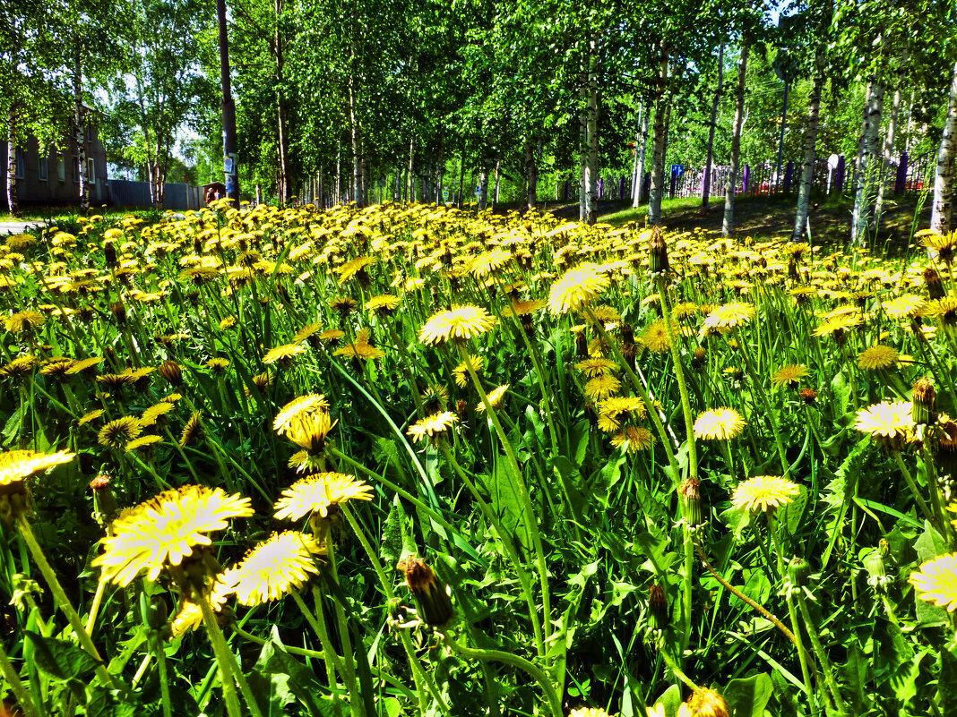 Июнь...Одуванчиковая полянка на церковном холме! - Владимир Июнь...Одуванчиковая полянка на церковном холме! - Владимир