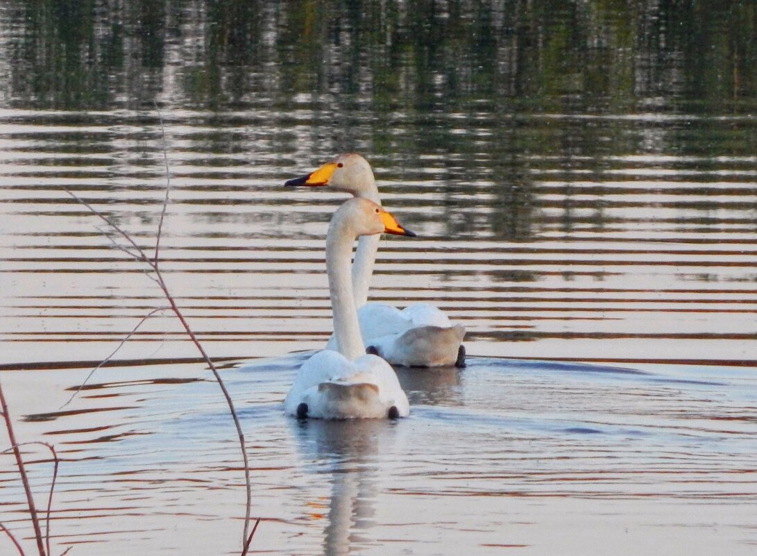 Созданы друг для друга! - Елена Хайдукова ( Elena Fly ) Созданы друг для друга! - Елена Хайдукова ( Elena Fly )