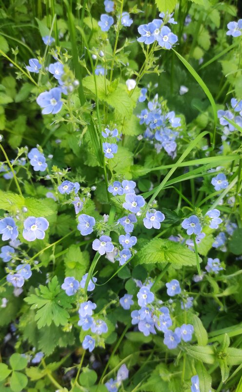 Вероничка) - сегодня Земля именинница! - Татьяна Лютаева Вероничка) - сегодня Земля именинница! - Татьяна Лютаева