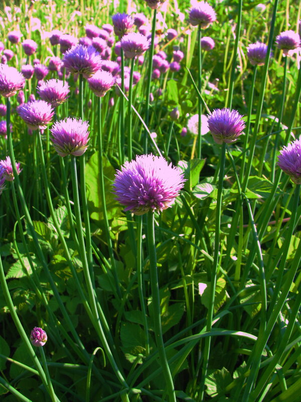 Лук цветёт - Людмила Смородинская Лук цветёт - Людмила Смородинская
