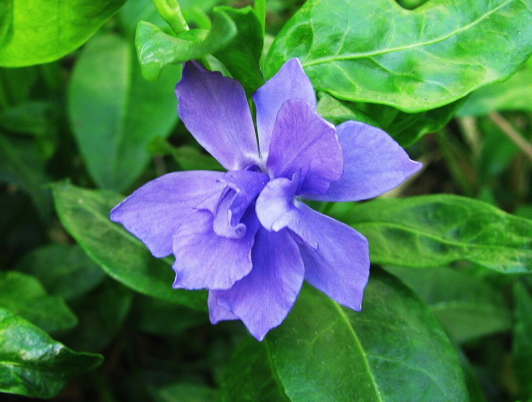 Махровый барвинок - Людмила Смородинская Махровый барвинок - Людмила Смородинская