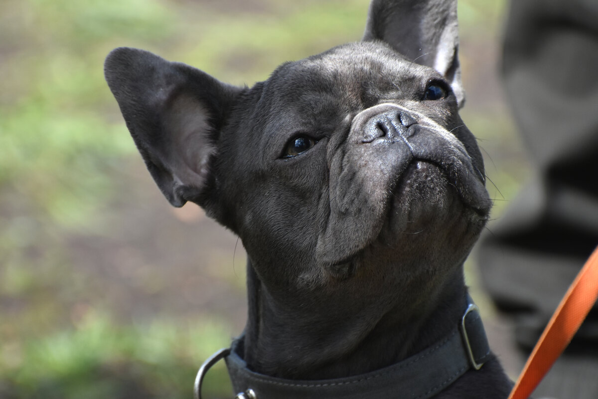 Москва. Парад французских бульдогов в усадьбе «Воронцово». - Наташа *****