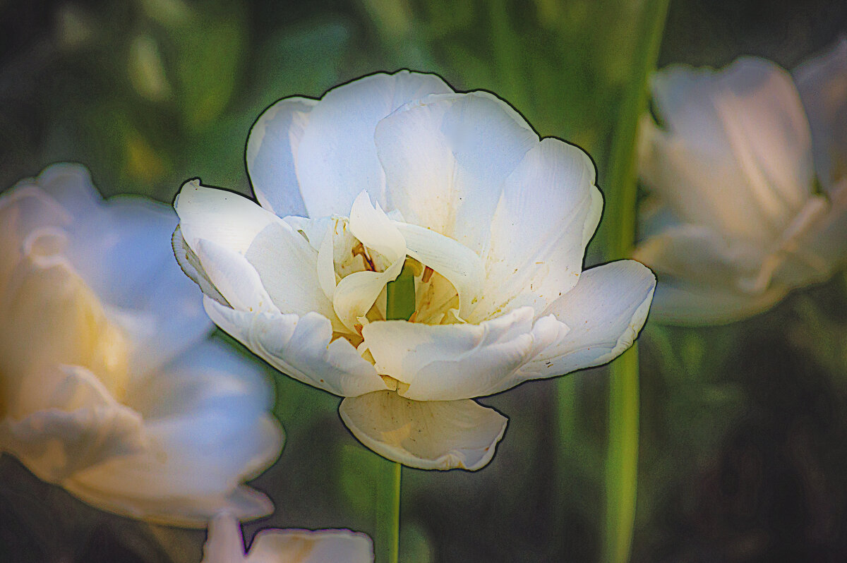 Цветение - Владимир Кроливец