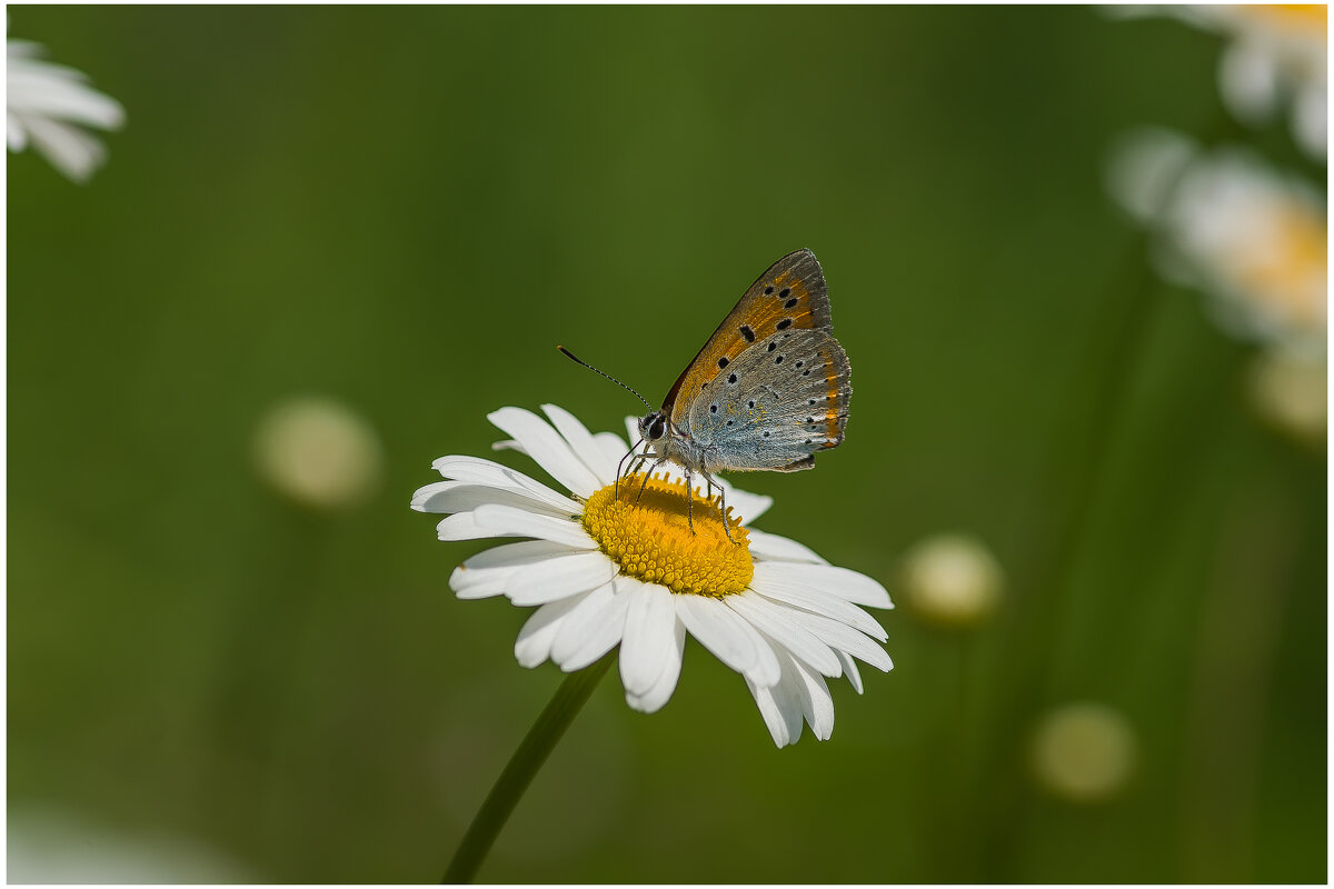 Червонец непарный. - Sergey (Apg) Червонец непарный. - Sergey (Apg)