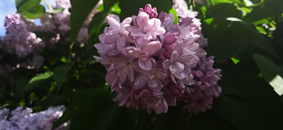 цвела сирень - Елена Шаламова