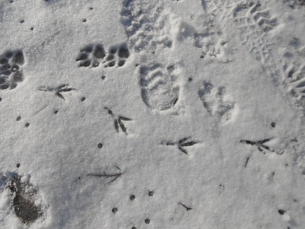 январские следы - Елена Шаламова