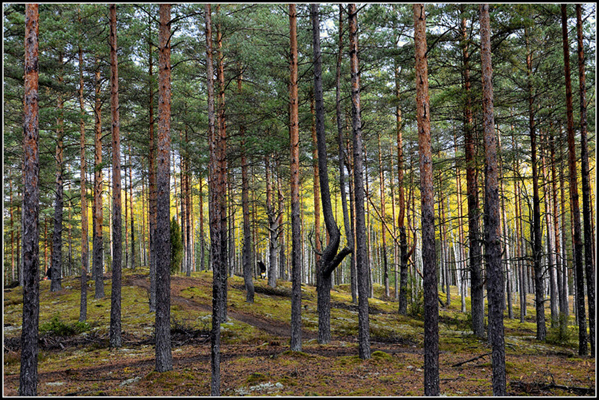 Идет охота... - Aleksandr Gal Идет охота... - Aleksandr Gal