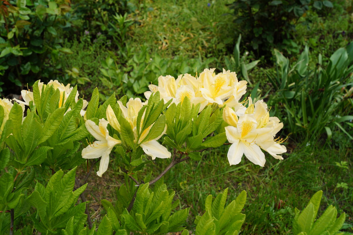 Рододендрон желтый - Anna-Sabina Anna-Sabina