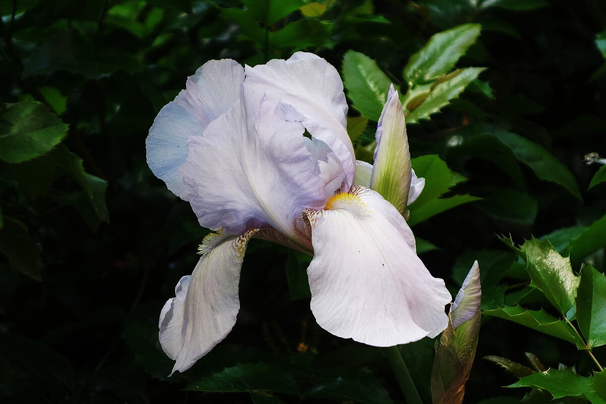 Ирис - Рита Симонова