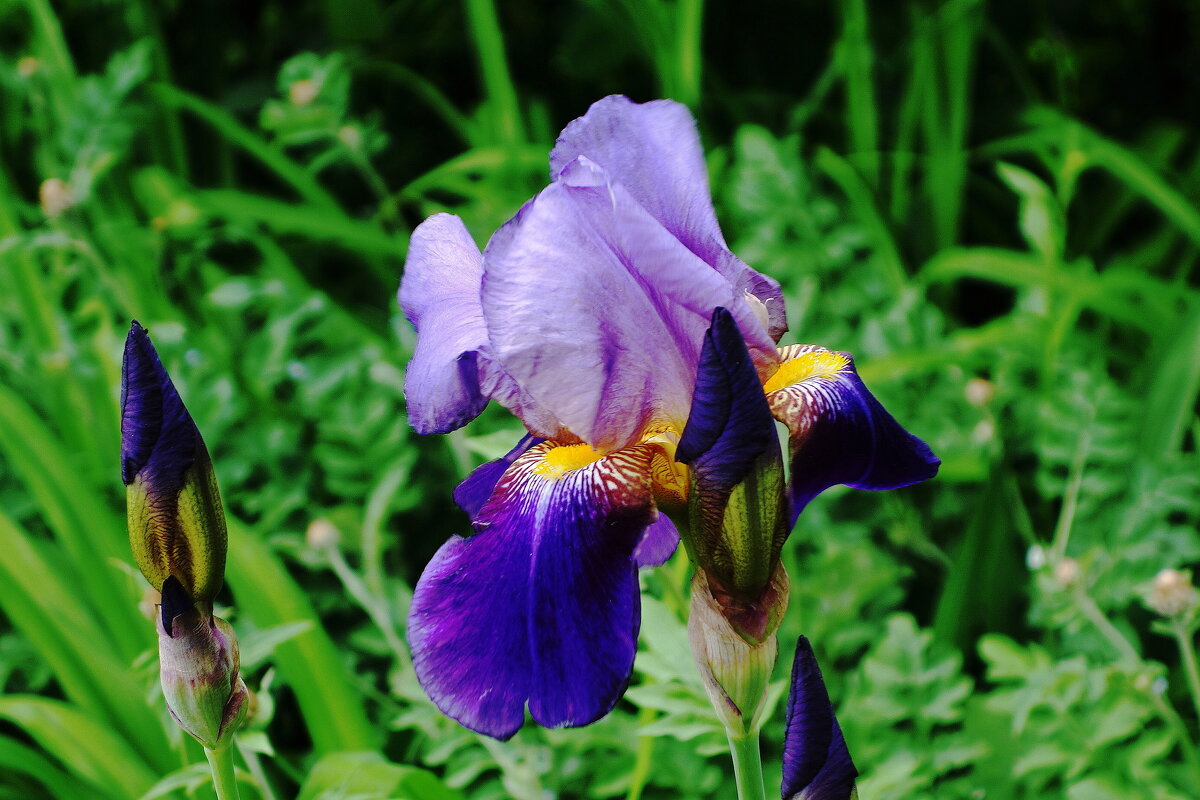 Ирис - Рита Симонова