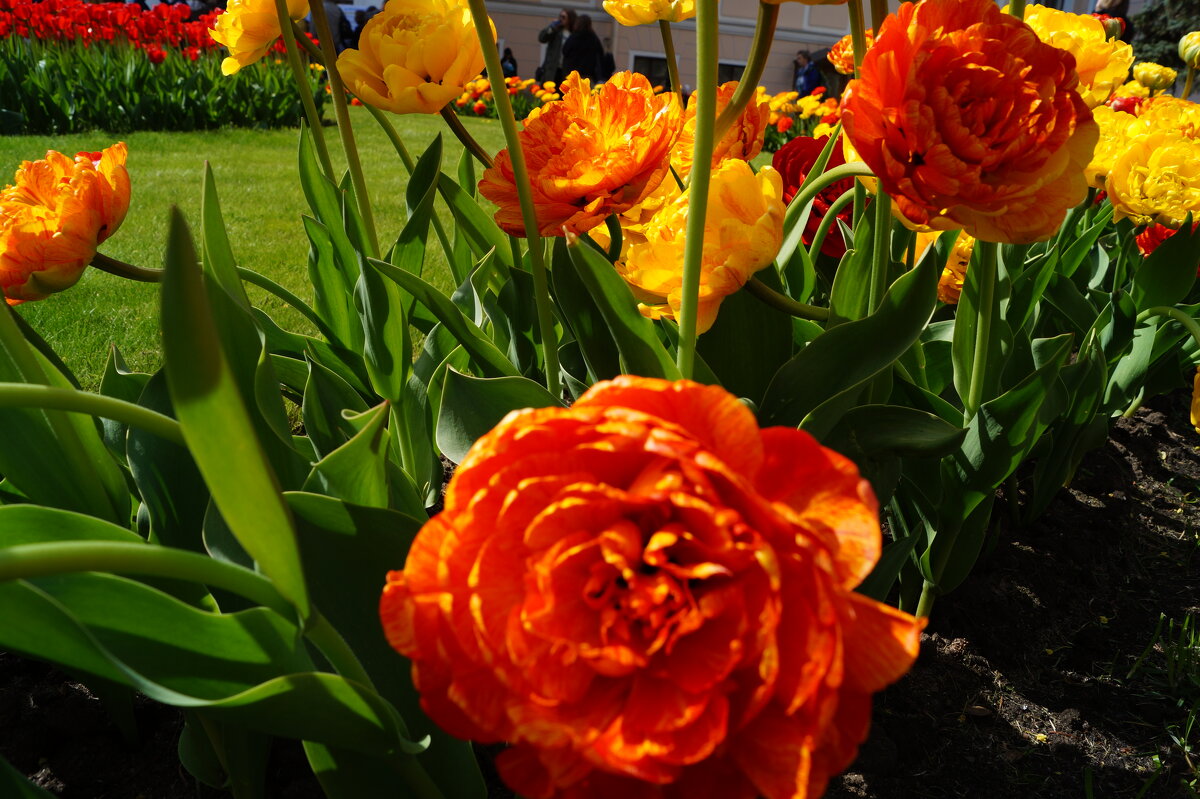 Тюльпаны - Anna-Sabina Anna-Sabina Тюльпаны - Anna-Sabina Anna-Sabina