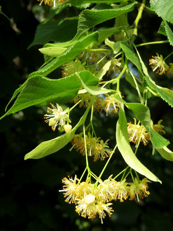 С Троицей! - Егор Бабанов С Троицей! - Егор Бабанов