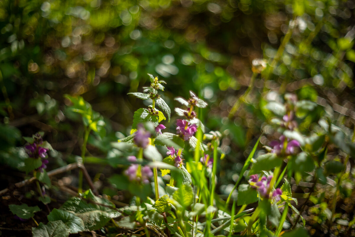Май - Олег Дорошенко Май - Олег Дорошенко