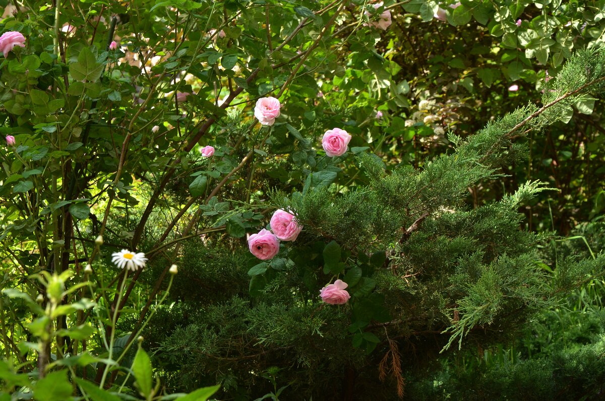 Цветы розы - Oleg4618 Шутченко