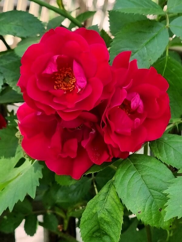 С Праздником! - Наталья 