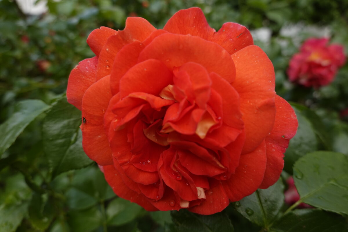 "Красная роза в саду расцвела, Всех красотою затмила она..." - Галина "Красная роза в саду расцвела, Всех красотою затмила она..." - Галина