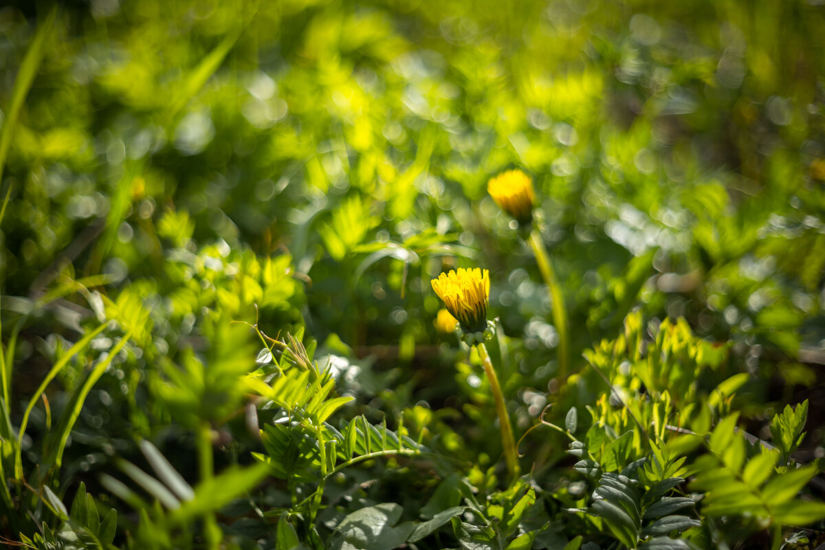 Май - Олег Дорошенко