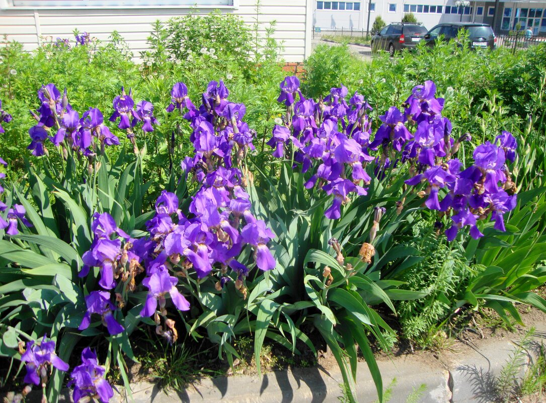 ирисы возле магазина... - Галина Флора