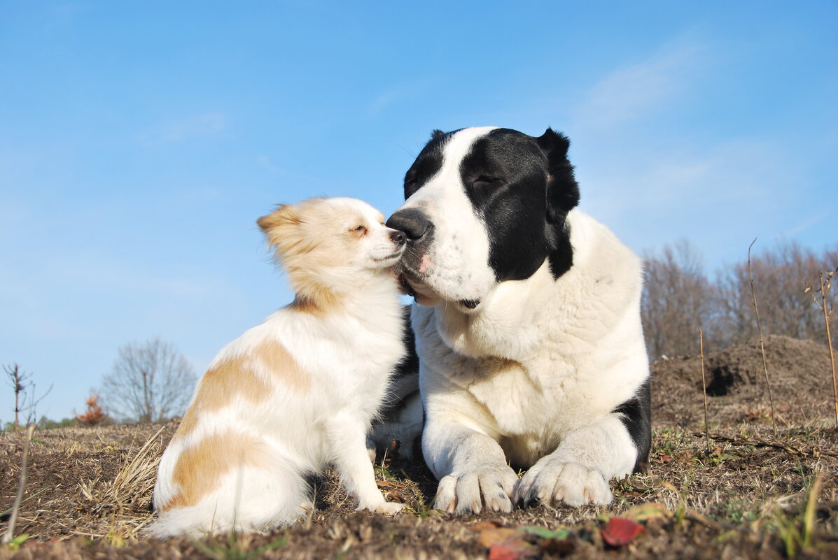 ...Мы с тобой одной крови,ты и я:)(мои Веста и Буська) - Рудаков Сергей 